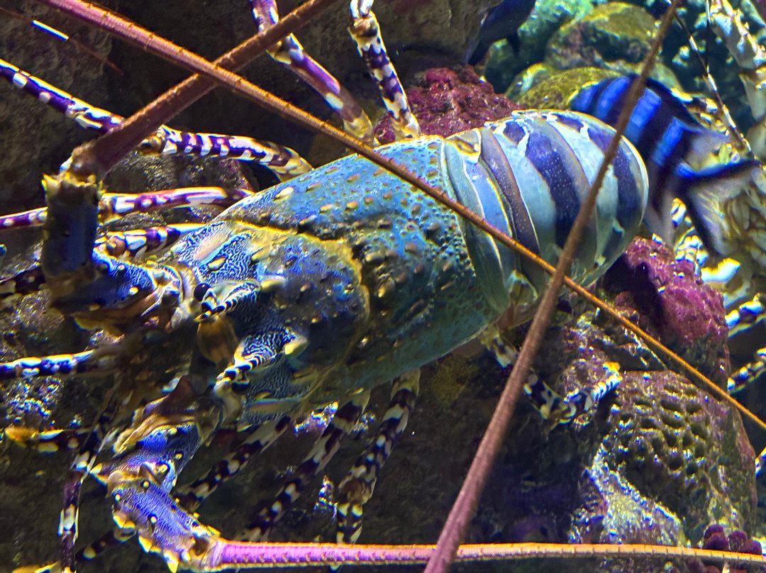 Cairns Aquarium-凯恩斯必去景点