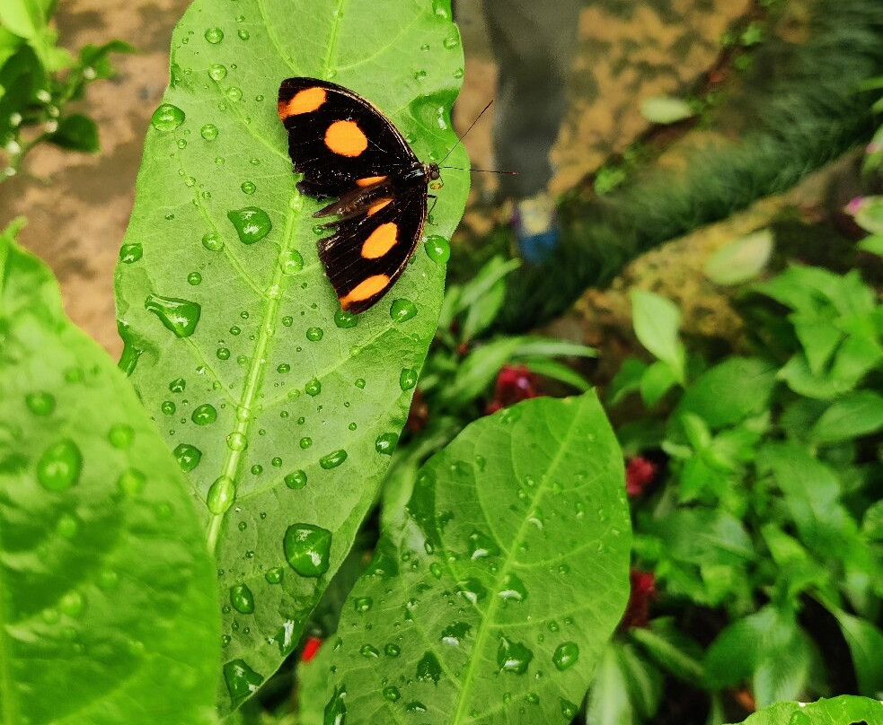 Mariposario Andoke-卡利必去景点