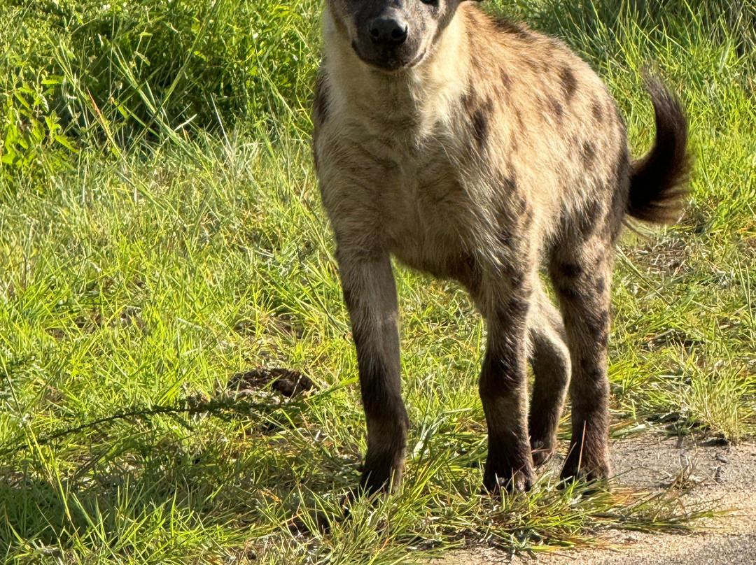 Into Africa life changing experiences-Seronera必去景点