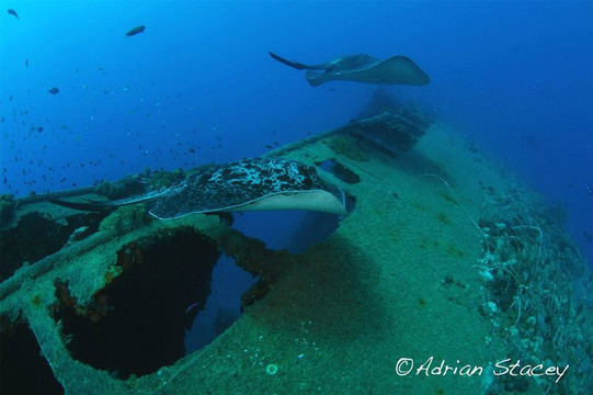 Yongala Dive-Ayr必去景点