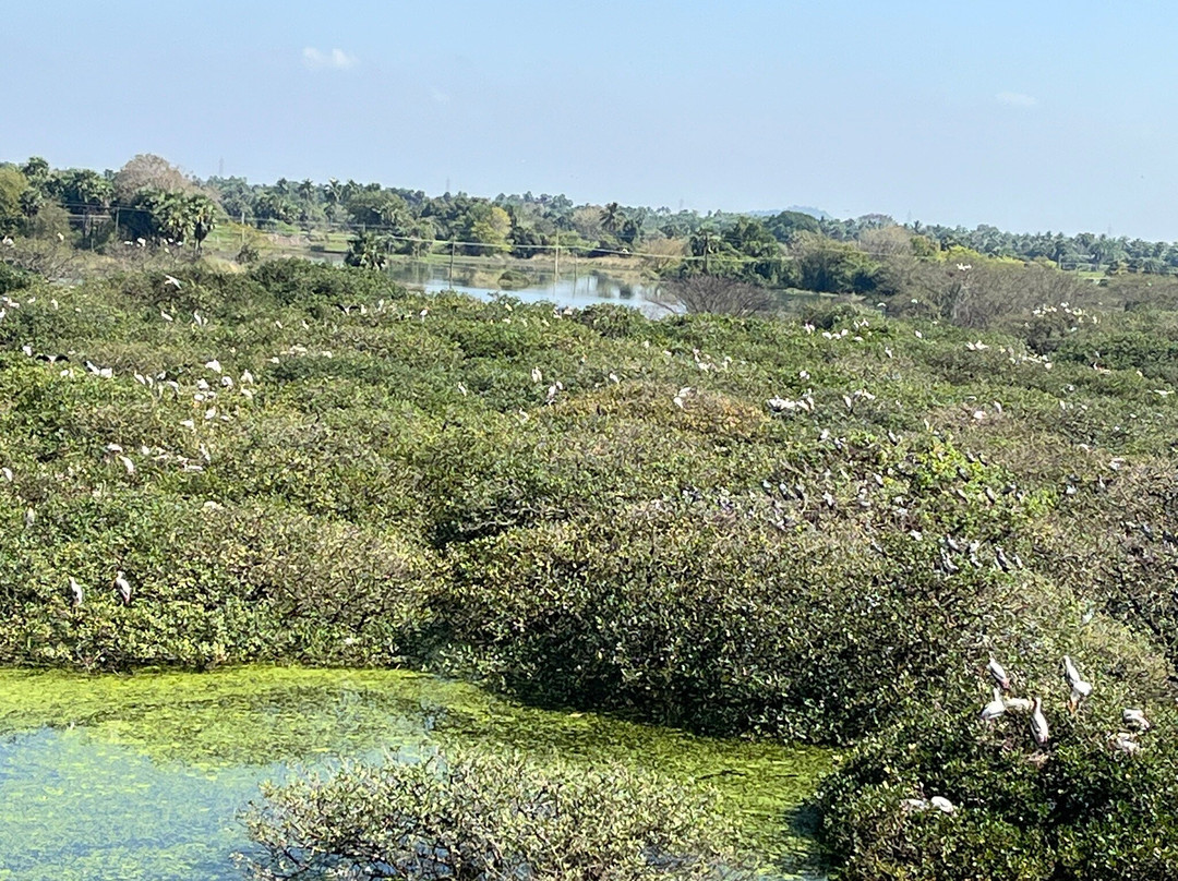 Vedanthangal Bird Sanctuary景点图片