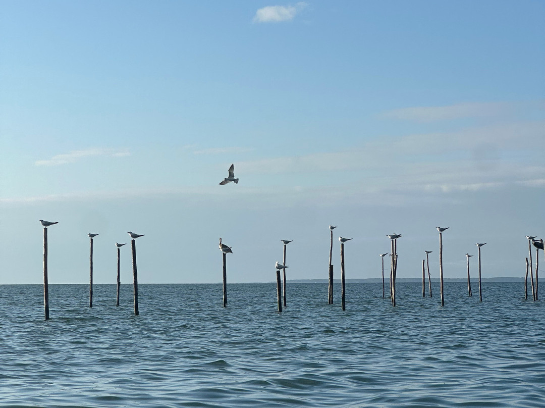 Sweet Sea Charters, Llc景点图片