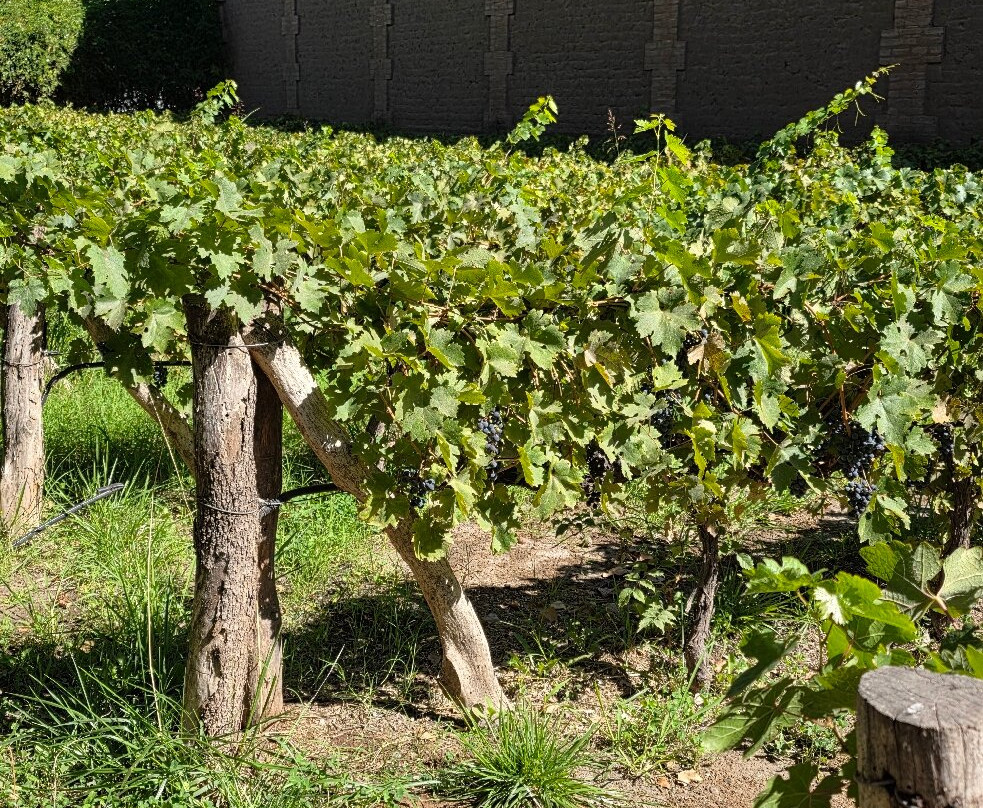 Bodega Familia Cassone-路冉得库约必去景点