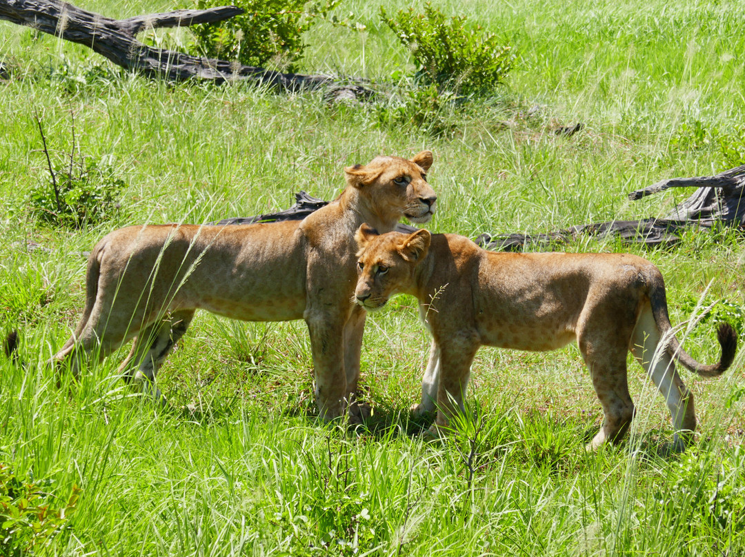 TanzAmerica Safaris Ltd.-米库米国家公园必去景点