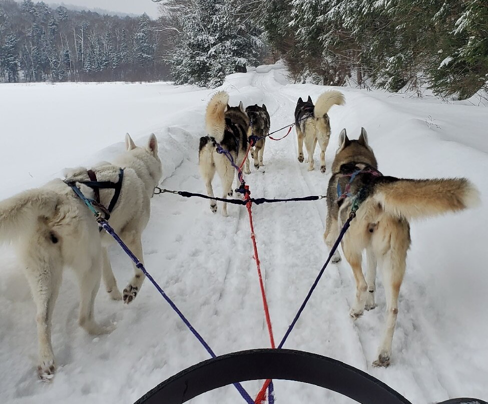 Winterdance Dogsled Tours景点图片