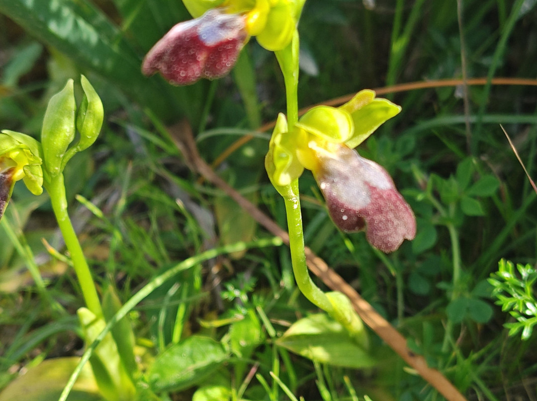 Malta Nature Tours-Zebbug必去景点