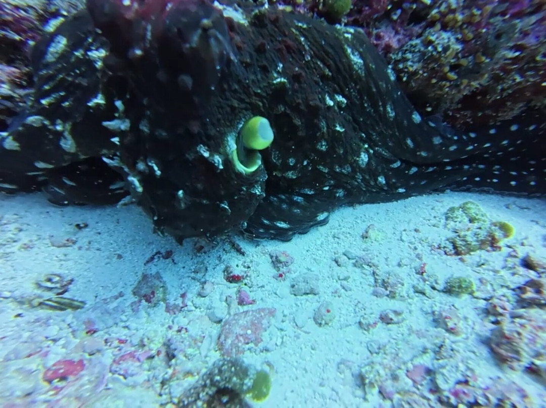 Addu Scuba Club景点图片