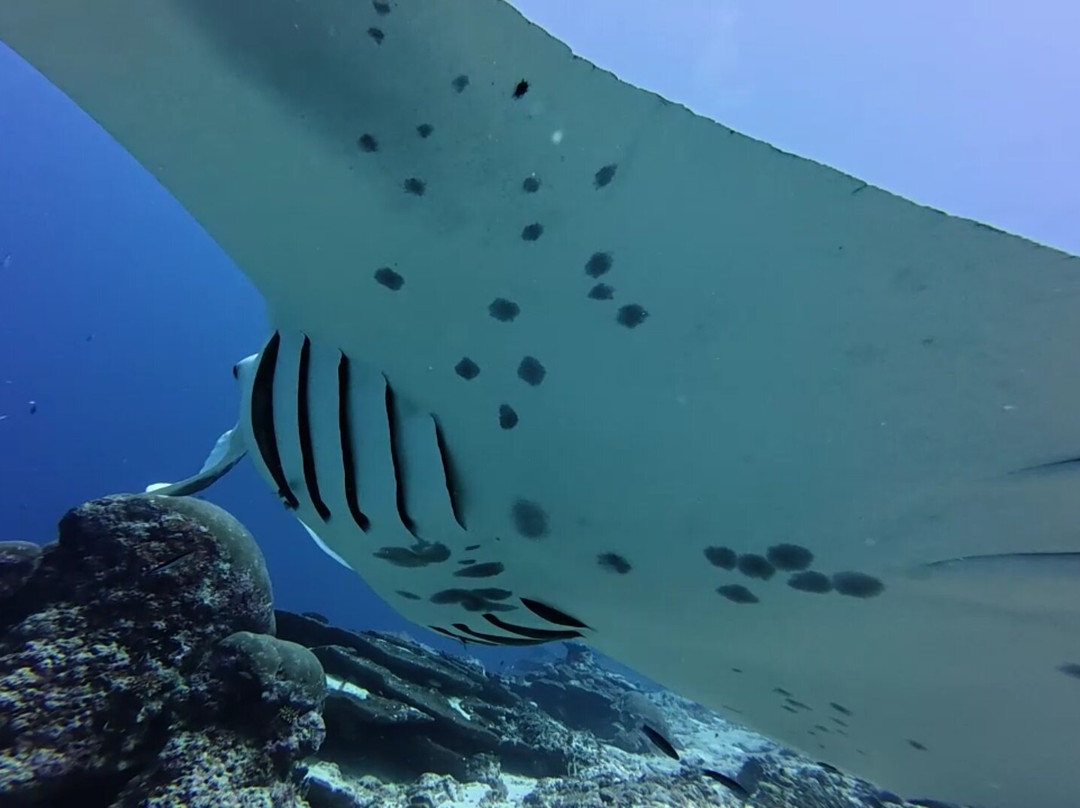Addu Scuba Club景点图片