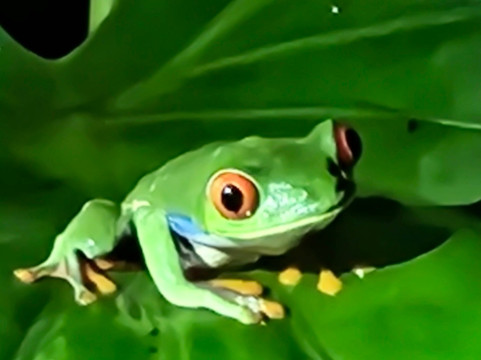 Neotropic Wildlife Expedition-福德圣卡洛斯必去景点