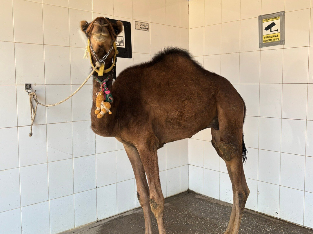 ACE - Animal Care in Egypt-卢克索必去景点