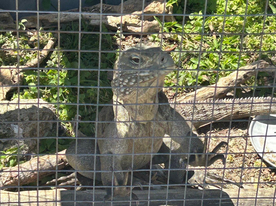 Iguanaland-蓬塔戈尔达必去景点