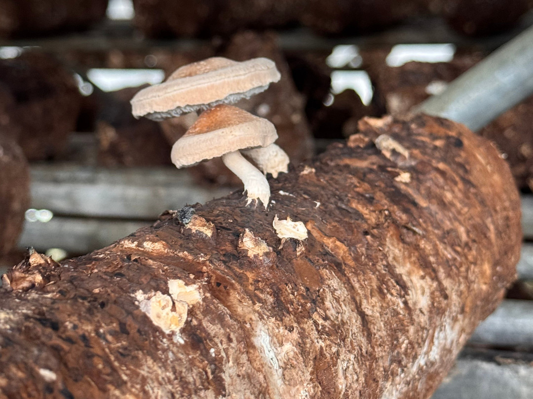 Ellijay Mushrooms - Farm Store-Ellijay必去景点