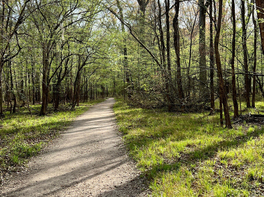 Congaree National Park景点图片