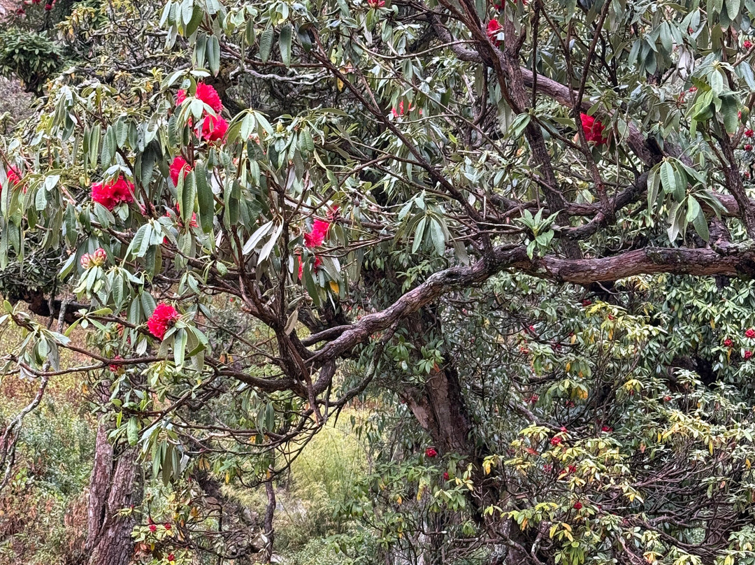 Vanprastha Resorts主图