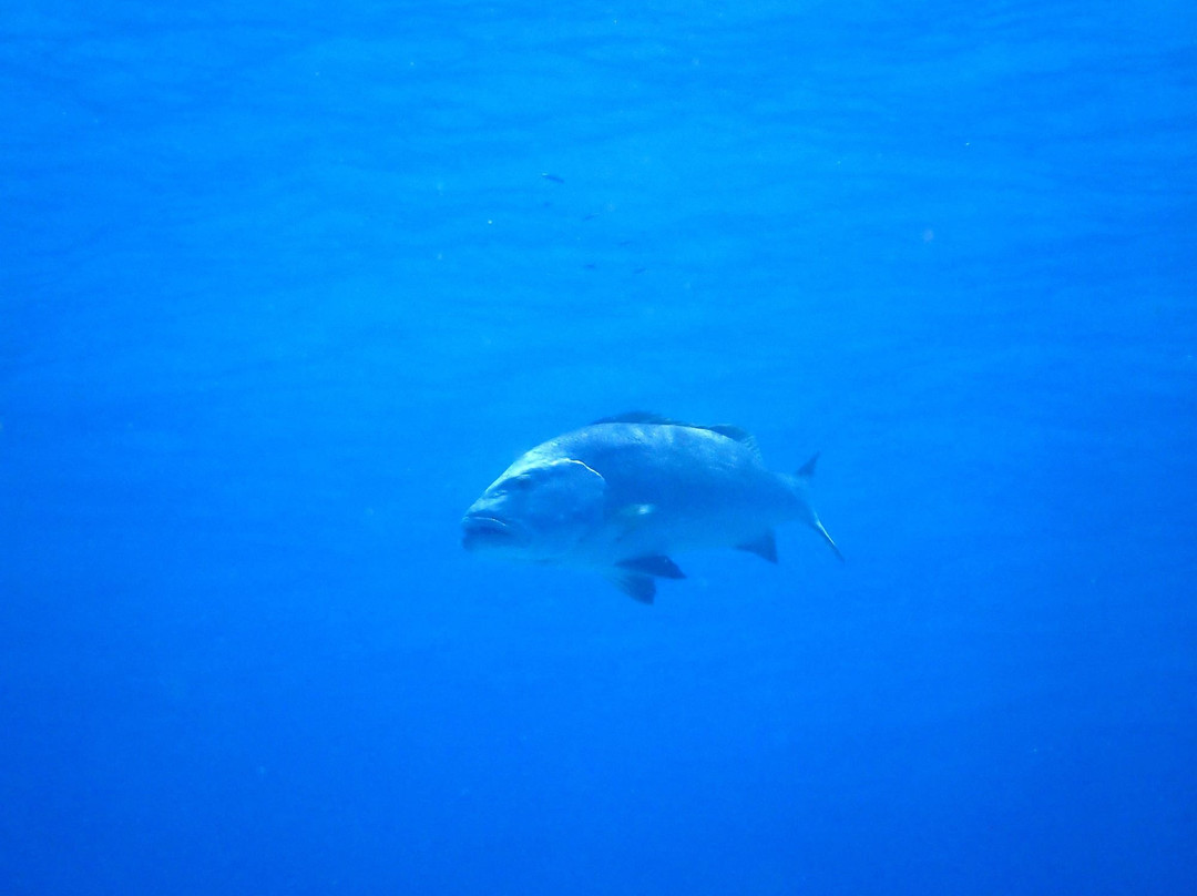 Trunkdivers-库拉索必去景点