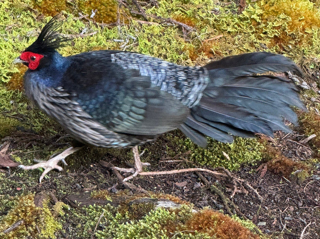 火山村熔岩旅馆主图