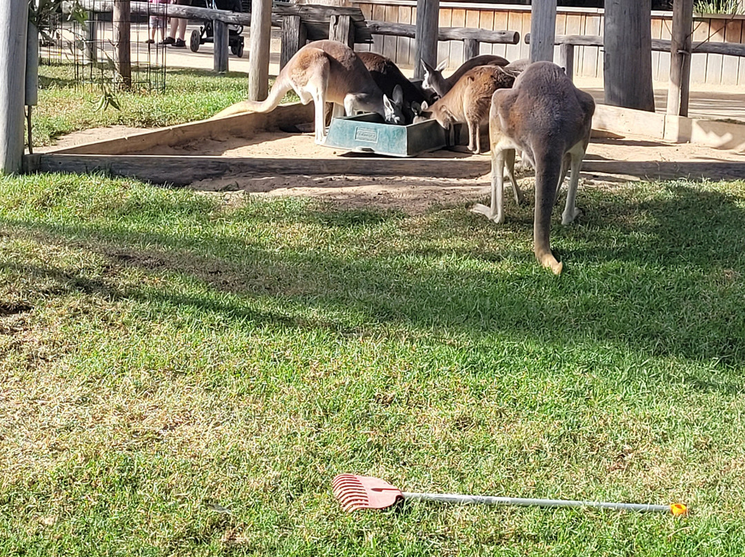 Sydney Zoo-布莱克敦必去景点
