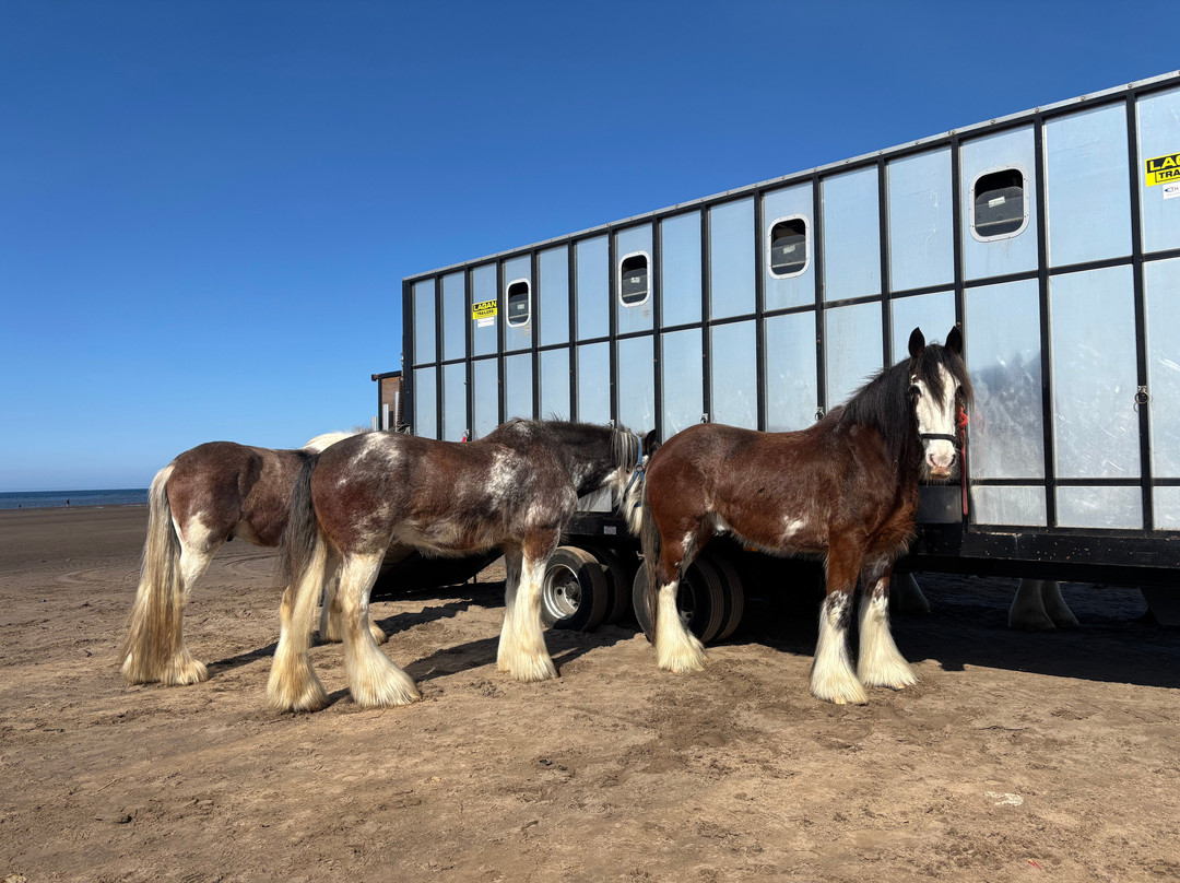 Blackstone Clydesdales Experience景点图片