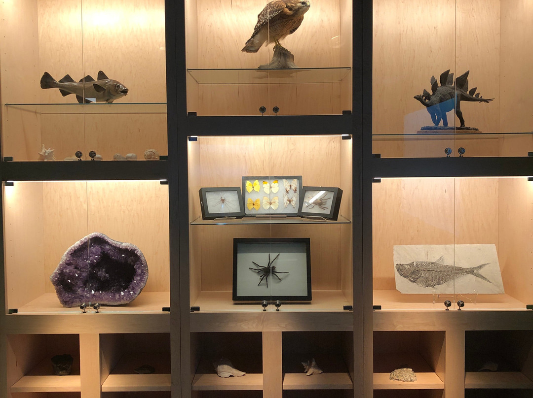 Bruce Museum-格林尼治必去景点