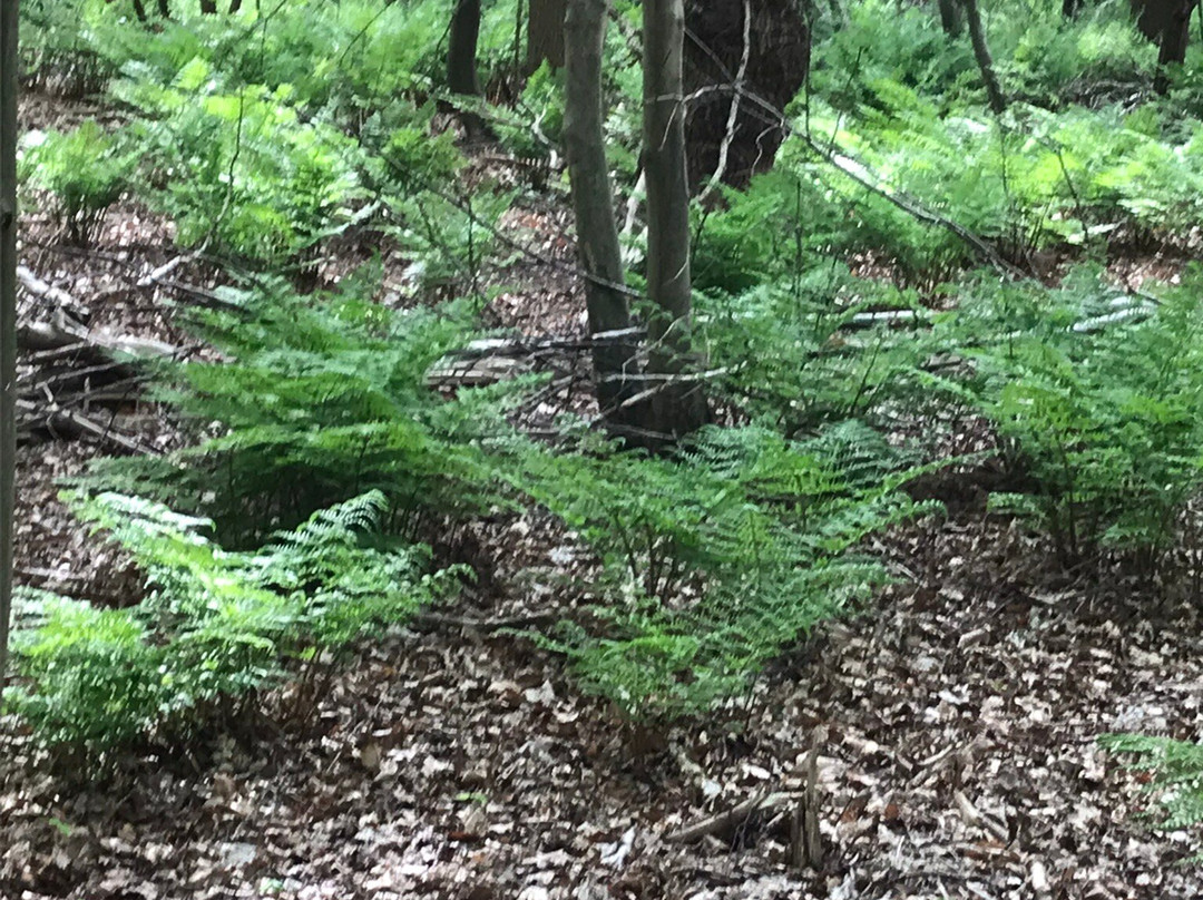 Heilooer Forest景点图片