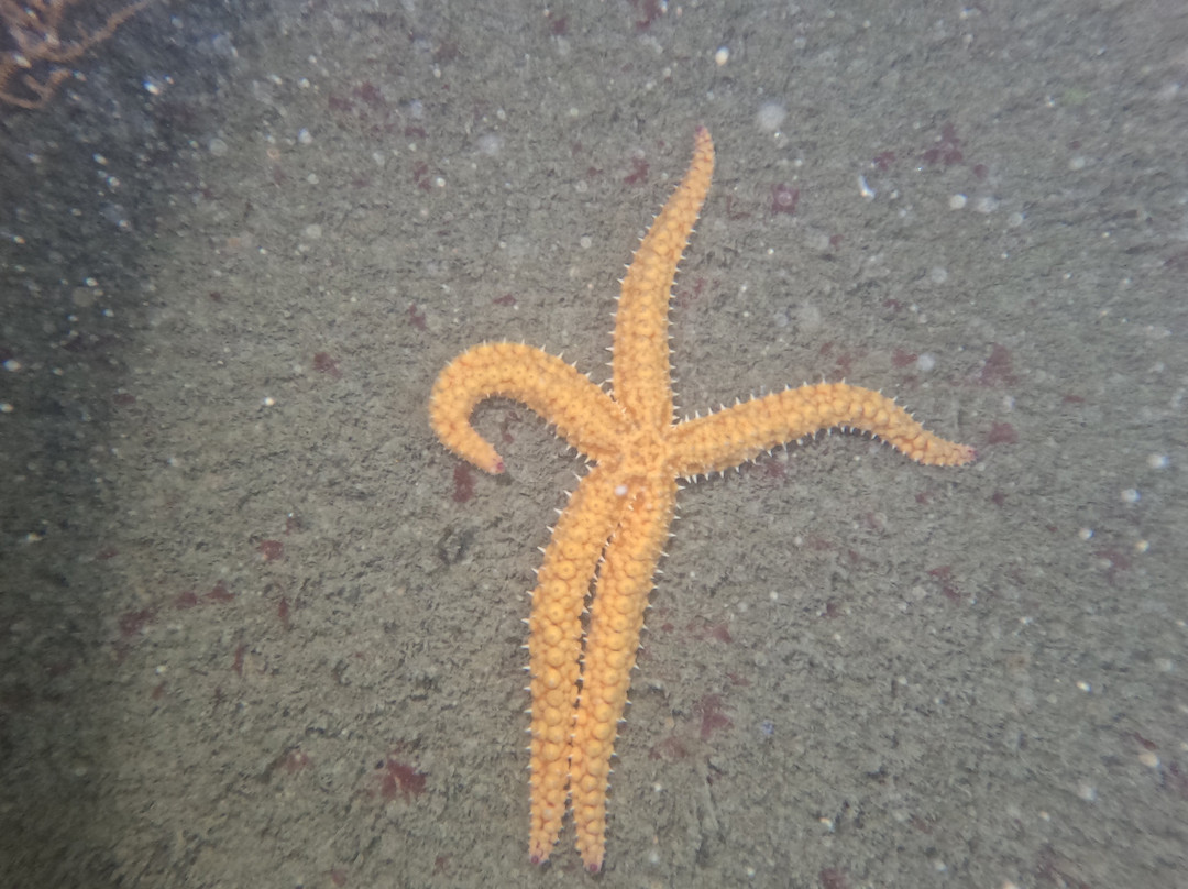 Breizh Tek Diving-Nevez必去景点