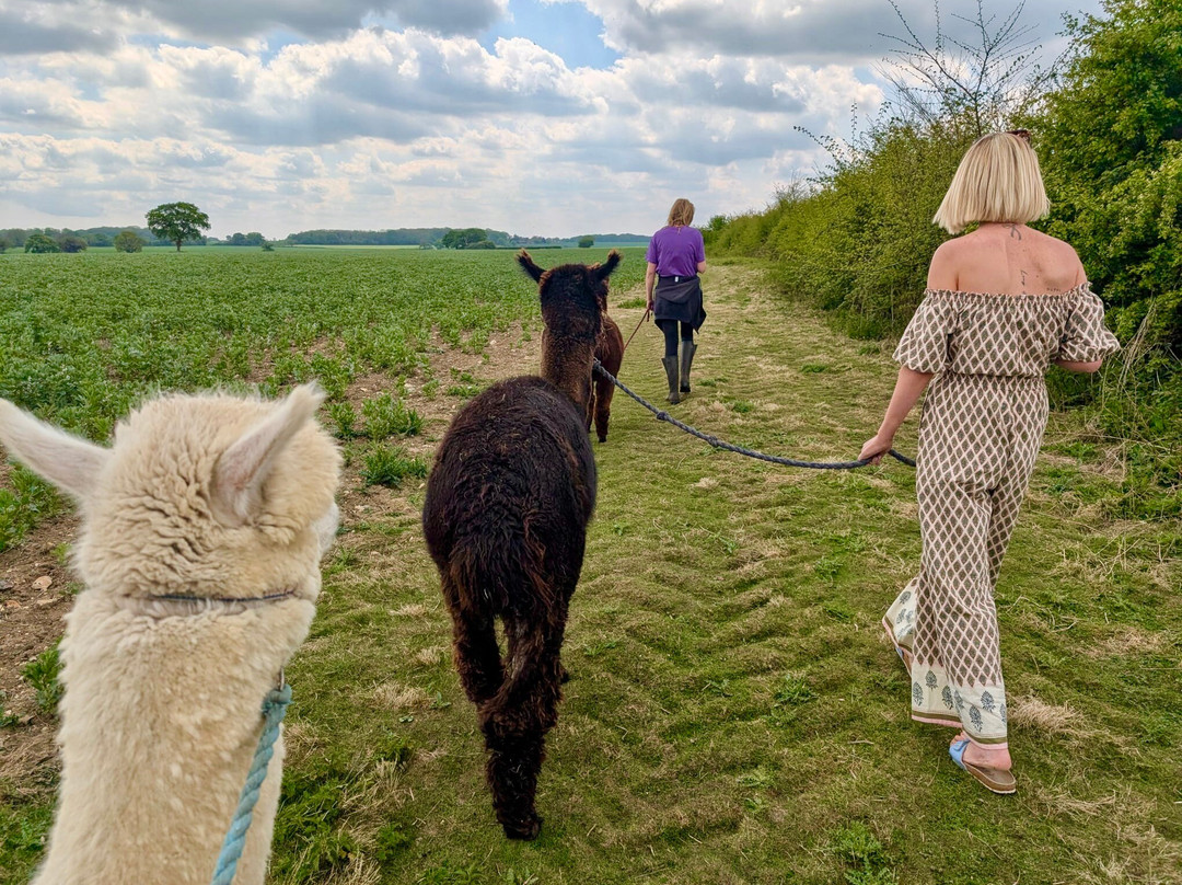 Stubbs Farm Alpacas景点图片