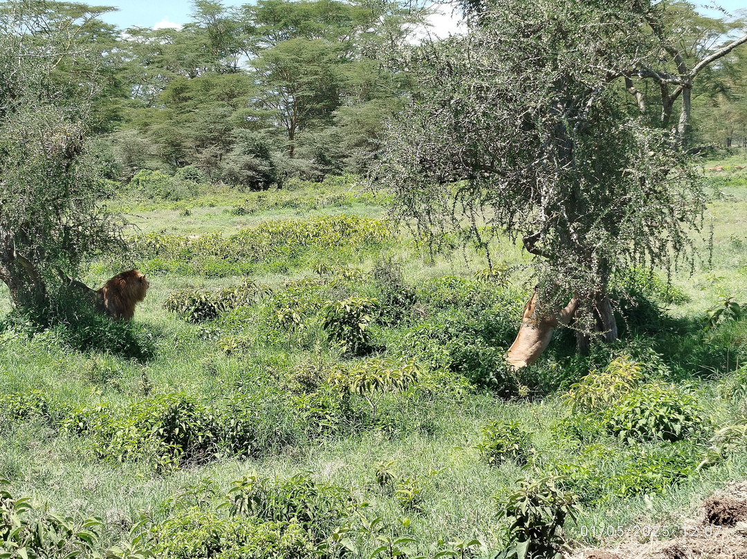 Azizi Africa Luxury Safaris-Karen必去景点