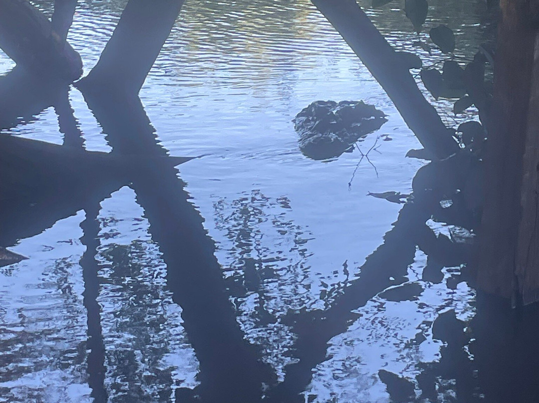 Dolphins Travel Bolivia Ecolodge-Rurrenabaque必去景点