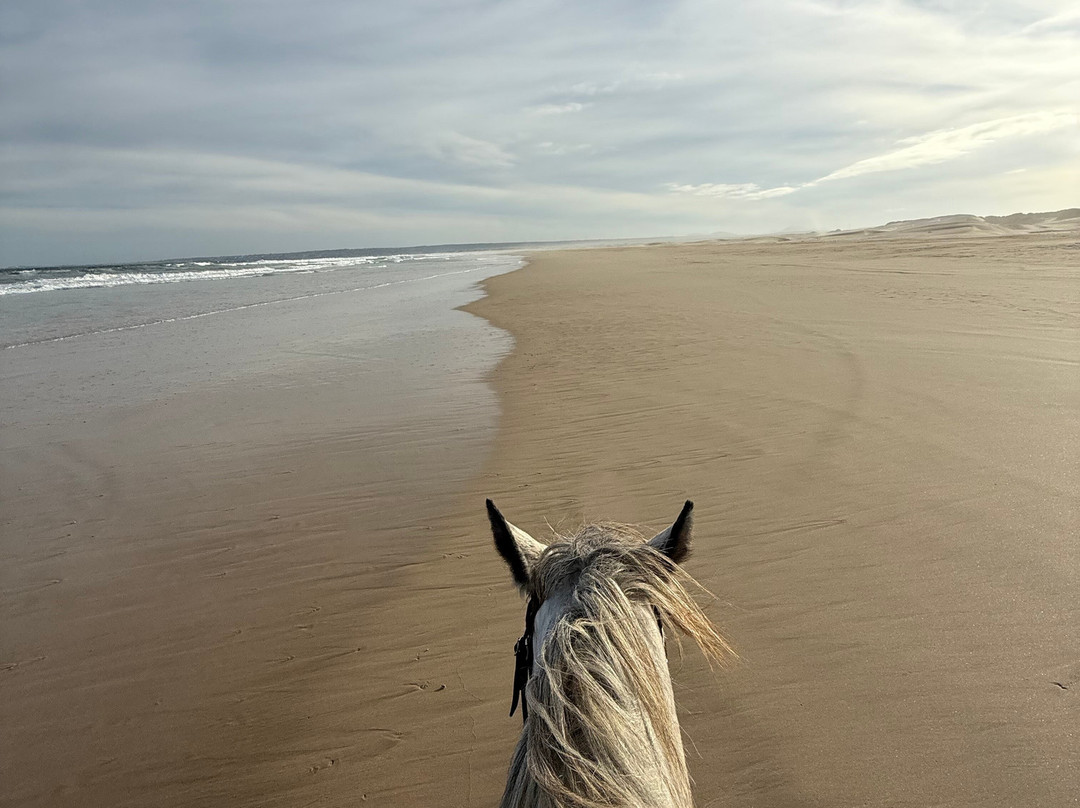 Papiesfontein Beach Horse Trails景点图片