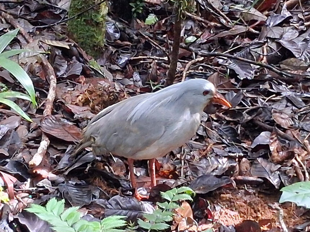 Fernando Tourisme-努美阿必去景点