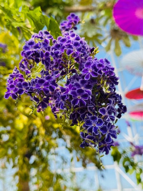 Myriad Botanical Gardens-俄克拉何马城必去景点