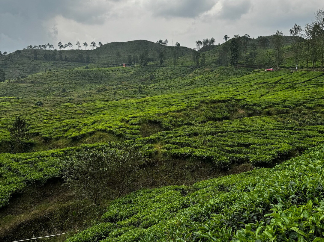Bogor Halimun National Park Tour-茂物必去景点