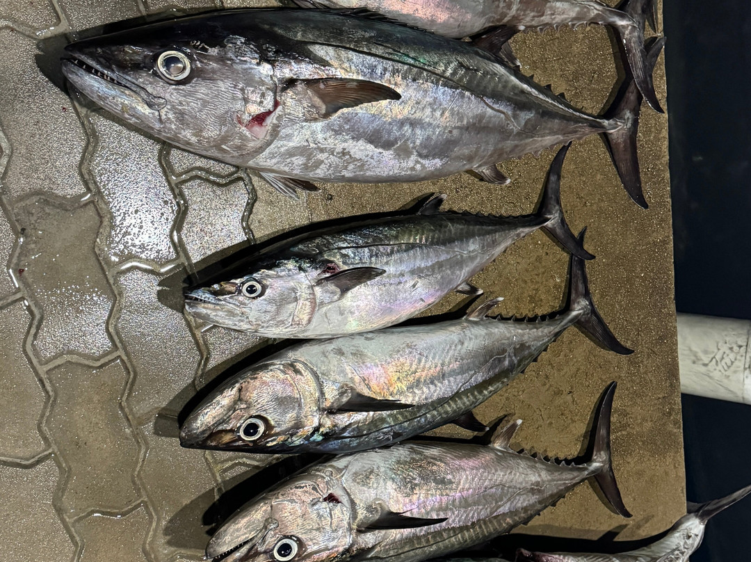 Spear Maldives Fishing Charter景点图片