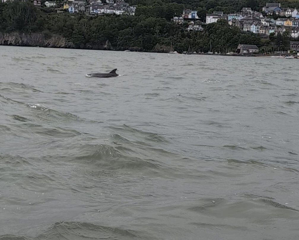 Dolphin Spotting Boat Trips (by New Quay Boat Trips)景点图片
