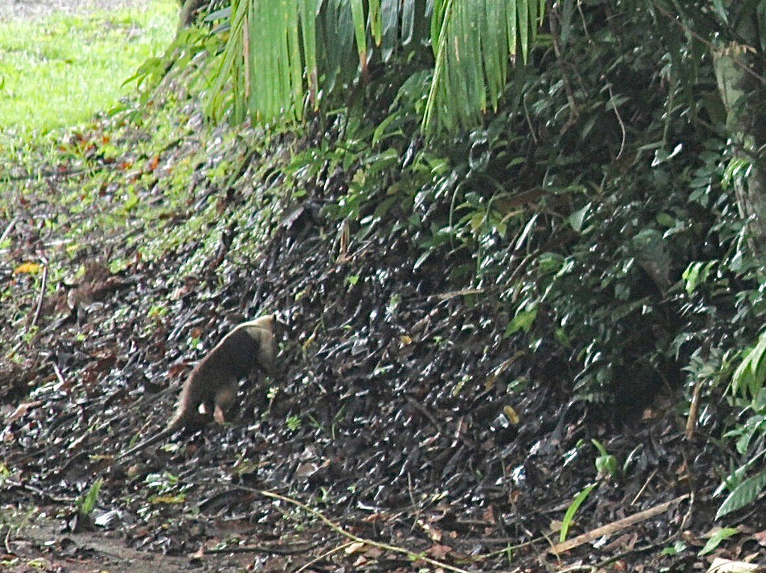 Birding Pipeline Panama-甘博阿必去景点