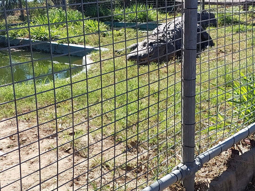Koorana Crocodile Farm景点图片
