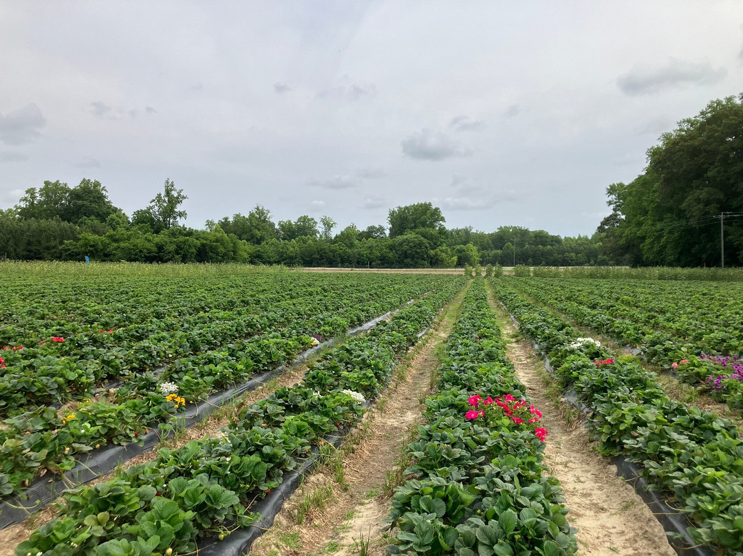 Browder's Fresh Pickins