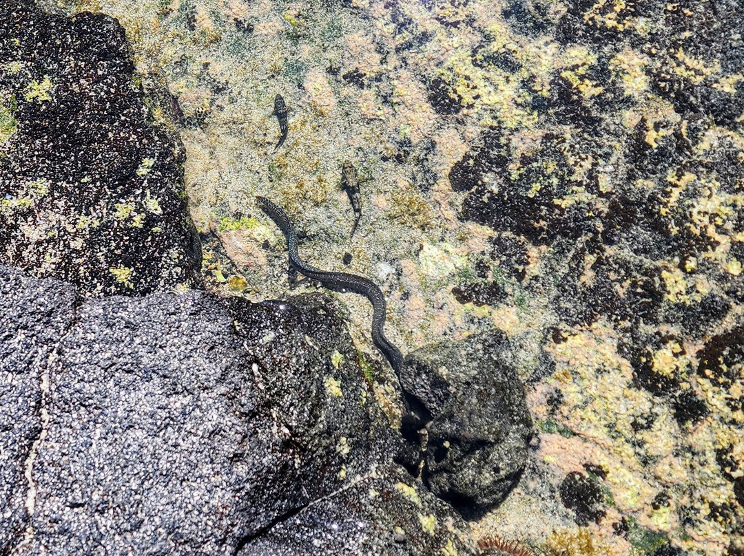 Two Step-库克船长必去景点