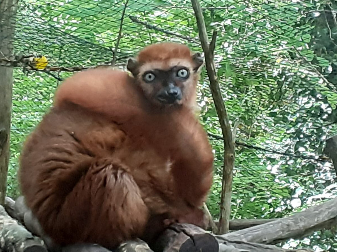 Réserve Zoologique De Calviac景点图片