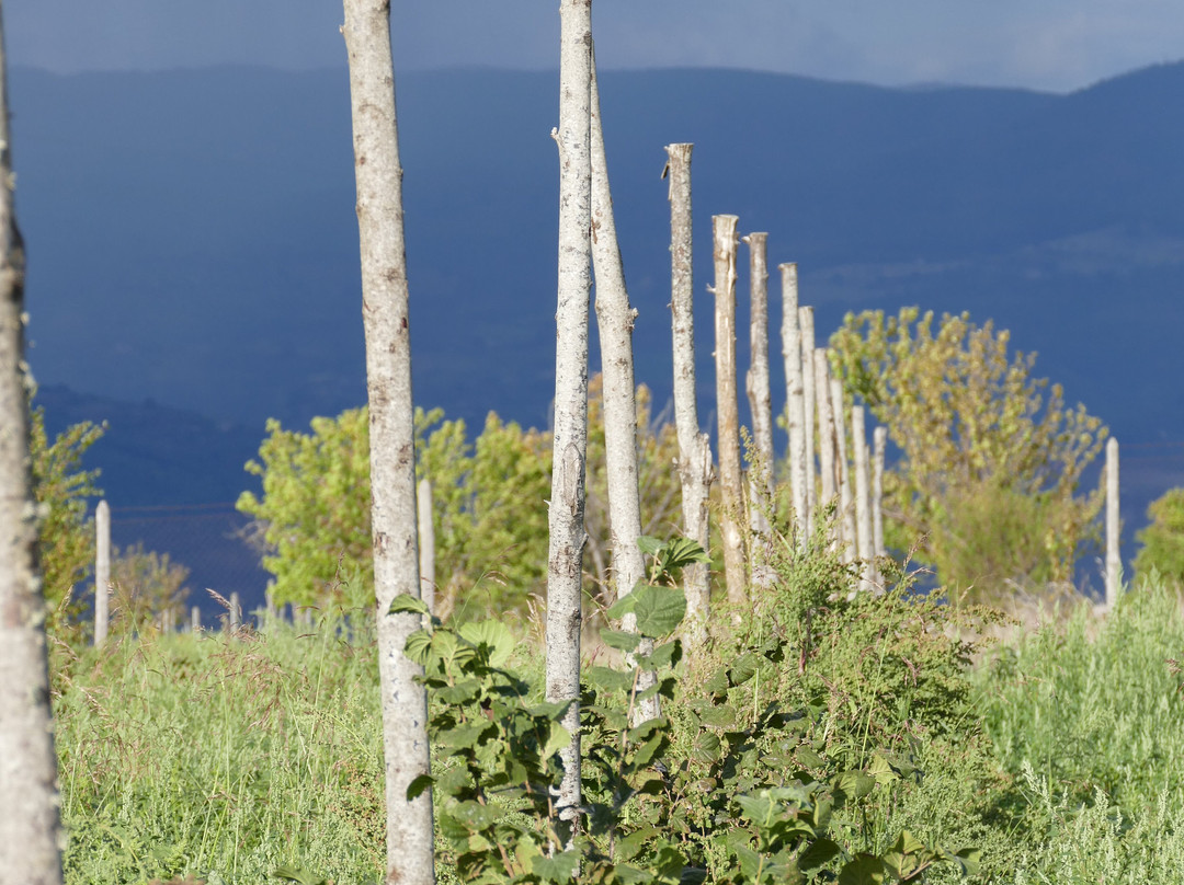 Locanda Rosati主图