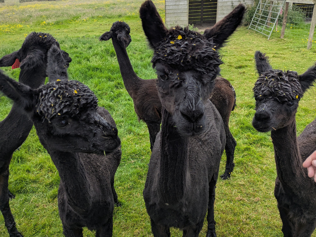 Alpaca Encounters-赫克瑟姆必去景点