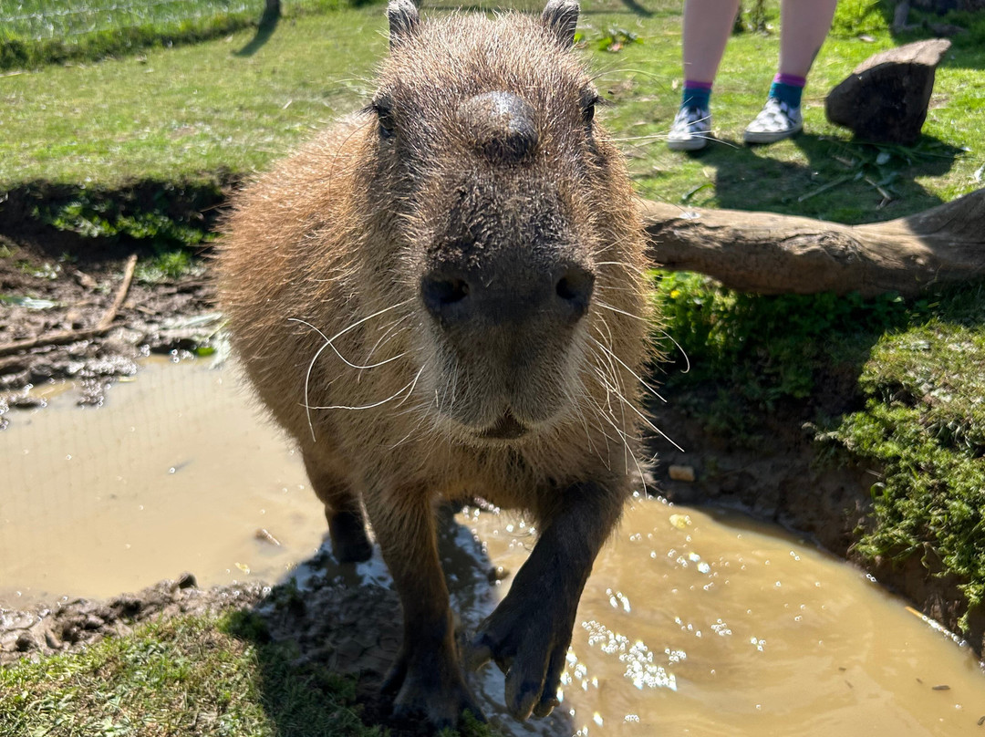 Chew Valley Animal Park-Chew Magna必去景点