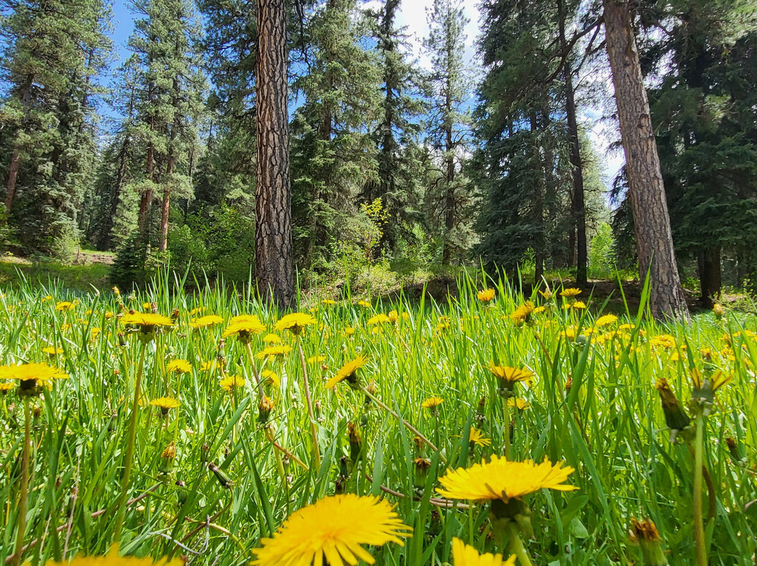 Mild to Wild Rafting and Jeep Tours-杜兰戈必去景点