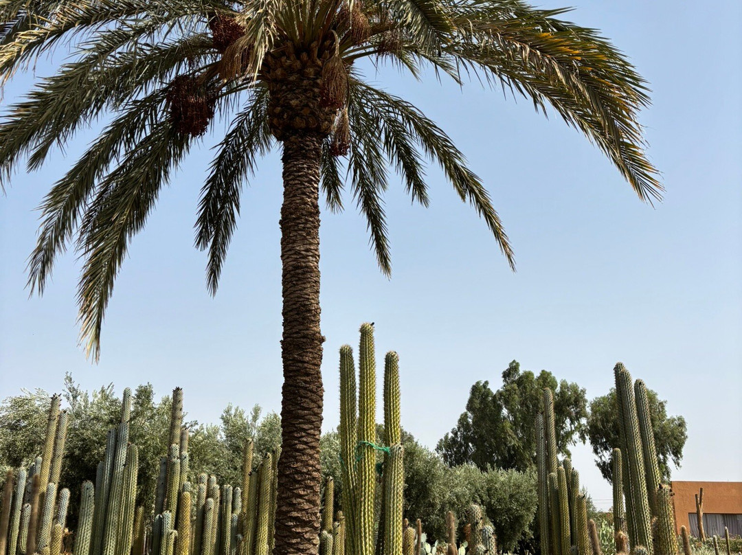 Cactus Thiemann-马拉喀什必去景点