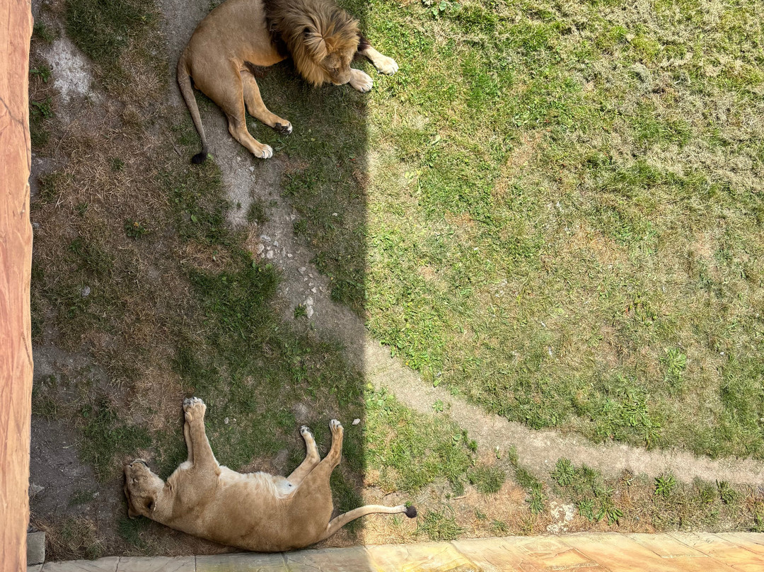 Flamingo Land Resort-Kirby Misperton必去景点