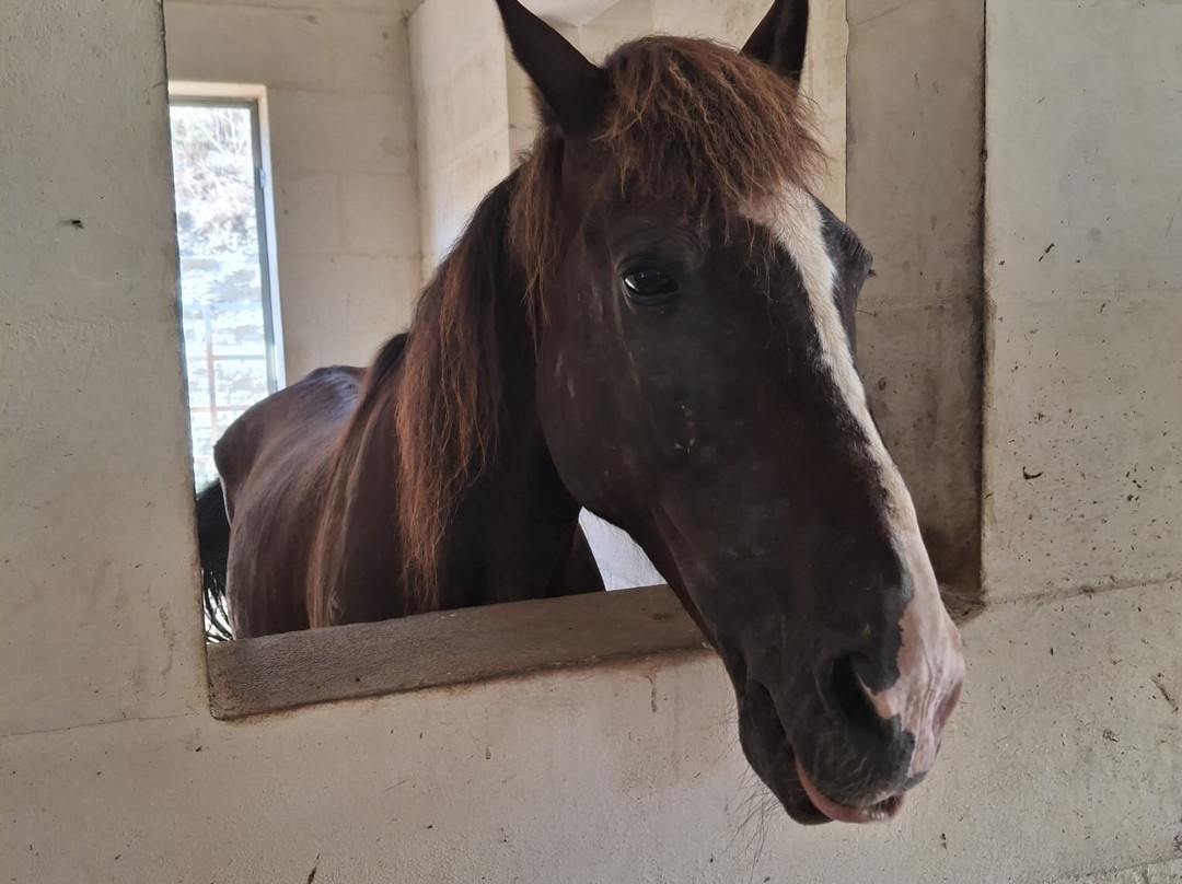 Dreams of Horses Farm-Xaghra必去景点