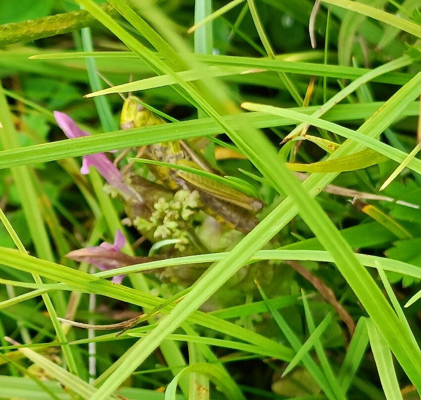 Killykeeghan Nature Reserve-Florencecourt必去景点
