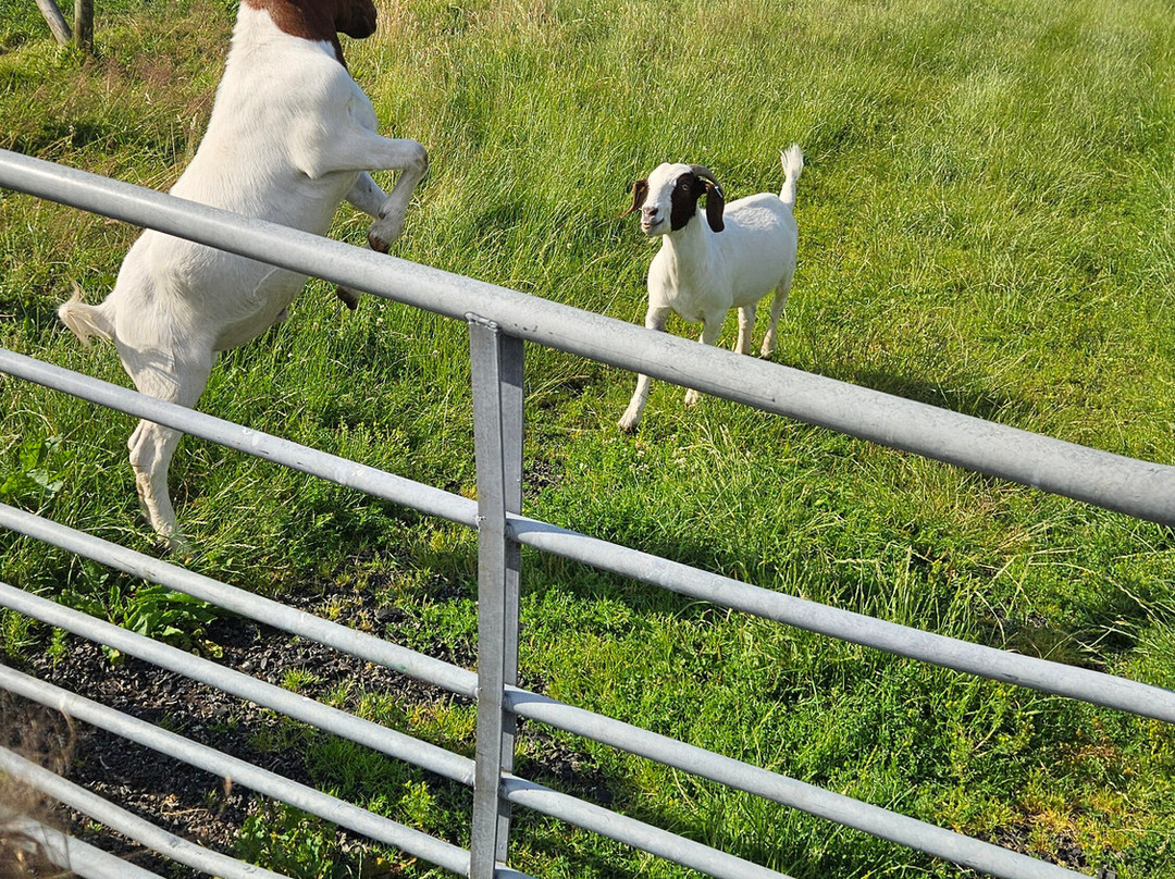 Meikle Westland Farm主图