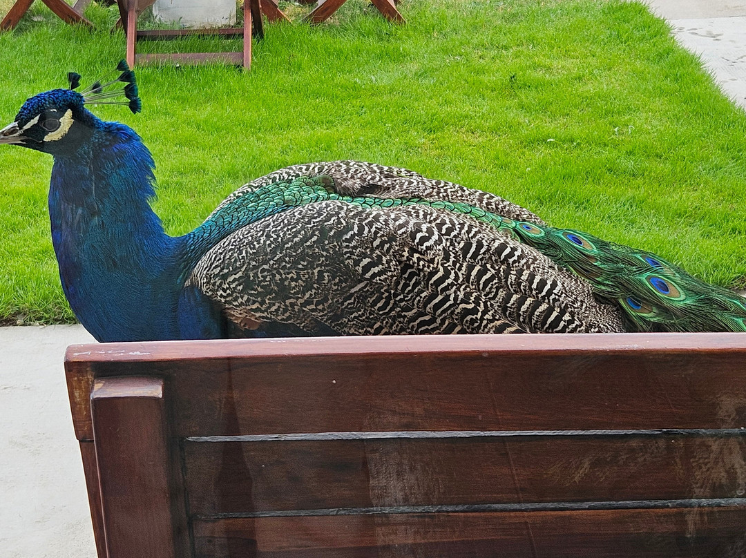 Elegance Hotel Tres Arroyos主图