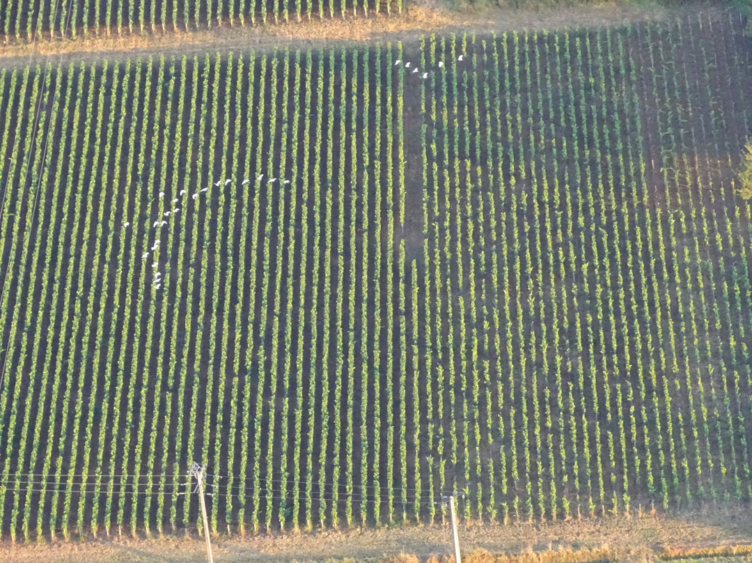 Bourgogne-Montgolfière-Moroges必去景点